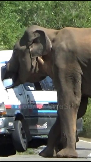 🐘 Wild Elephant Stopped a Van… Then Reached Inside for Food! 😱🚐