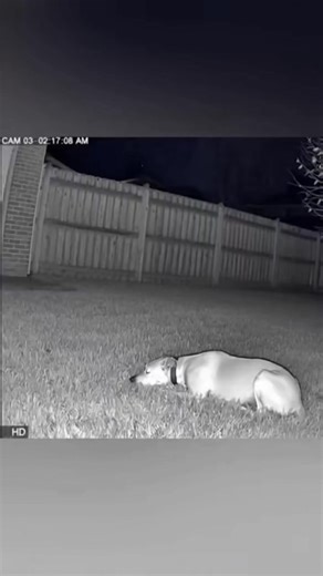 A huge alien-like creature with long legs attacks a dog in a quiet suburban lawn. Watch the shocking 4K CCTV horror unfold! #HorrorReel #CreatureAttack #DogAttack #AlienCreature #ScaryVideo #NightHorror #4KCCTV #RealisticHorror | Grumbo