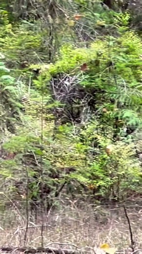 Bear Cubs Run Fast