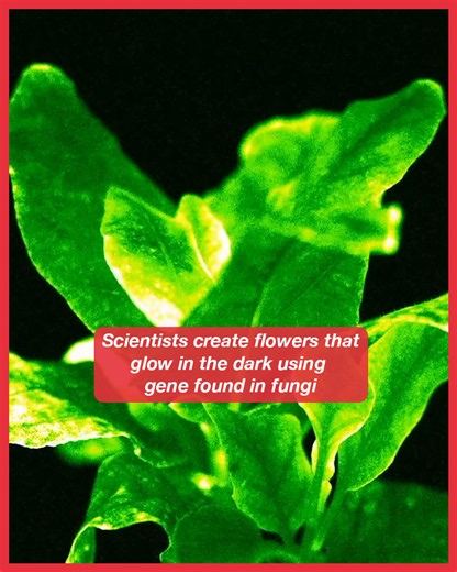 Scientists create flowers that glow in the dark using gene found in fungi