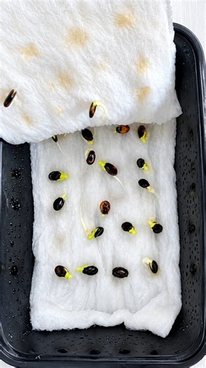 Japan's Clever Way to Grow Watermelon from Seeds! 🍉 😳 #shortsvideo