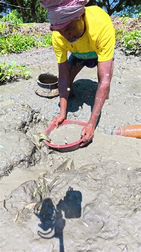 Draining Lake for Massive Catch! 🐟 Hand Fishing Native Fish #Shorts