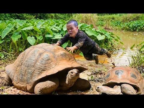Dwarf Family Survival Catching Turtles and Escaping a Giant Ancient Python Attack