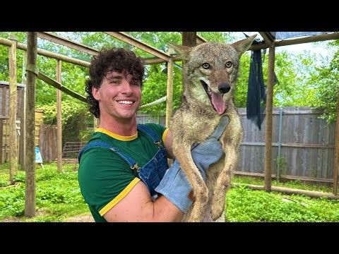 Catching the Coyote that Ate My Son