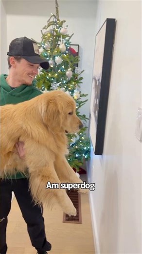 Only smarty pants here 😂 #goldenretriever