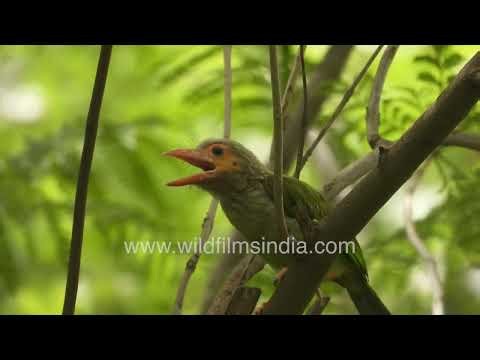 Peeking, watching, and flying: A Barbet's story