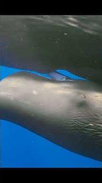 The cub has no idea how far or how deep its mother has dived. #animals #shorts