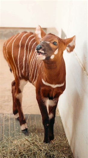 Virginia Zoo celebrates birth of Eastern mountain bongo calf