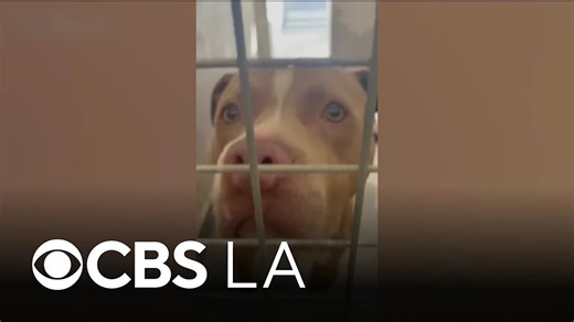 Disturbing video shows dog chained in back of pickup truck on Southern California freeway