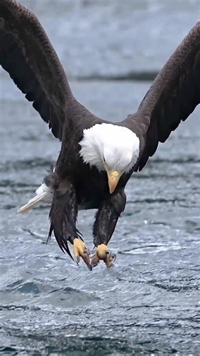 The precision of this bald eagle catching a fish is unreal. 🦅🐟 #BaldEagle #Wildlife #birdsofprey #NatureIsAmazing #wildlifephotography