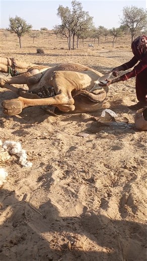 🌵💧 امرأة في الصحراء تُنعش جملها في حرارة الصيف بذكاء وإصرار🧕