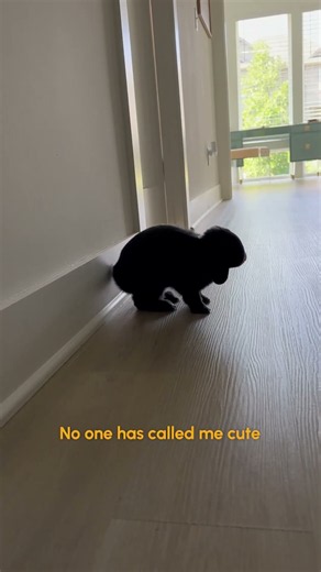Somebody pet him because it's hard being so dang cute!! 🐇💥 #Bunny #Rabbit #Pets #Funny