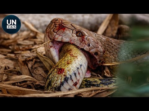 The Most Shocking Snake Attacks By Africa's Most Dangerous Snake Species | Animal Fights