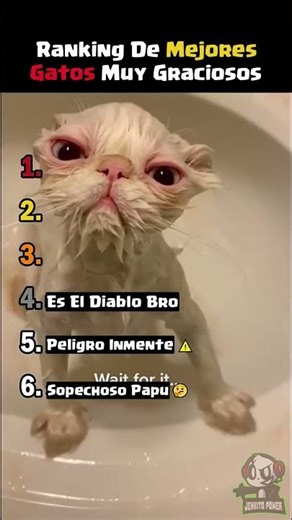 TOP 5 MOMENTOS DE GATOS (Parodia En Español) ScrollRank Shorts EN ESPAÑOL #shorts #humor
