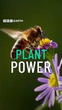 The surprising power of native plants 🪻 #BBCEarth #FixingThePlanet #Nature