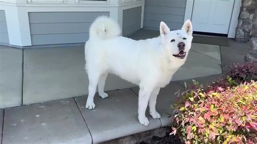 Homeowner fights off mountain lion to save family dog