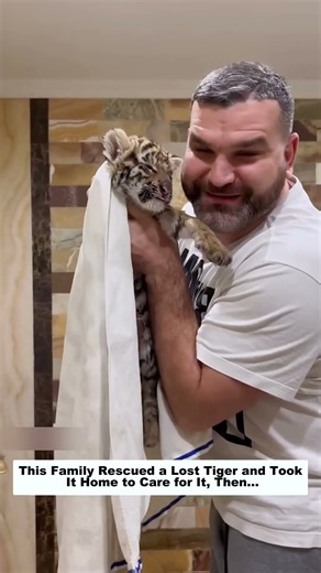 This Family Rescued a Lost Tiger and Took It Home to Care for It, Then…