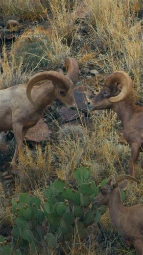 Taunts. Tension. Total chaos. Meet the original gladiators of Big Bend National Park 🐏 #BigBend