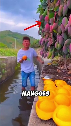 Chinese mango farmers' secret revealed🥭