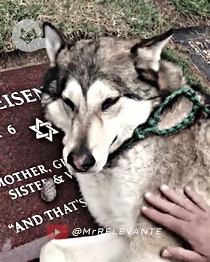 El MEJOR AMIGO del Hombre 🥀 #mrrelevante #cine #momentostristes