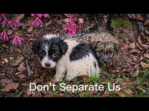 Don't Separate Us Their Eyes Begged Me...They Couldn't Survive Apart 