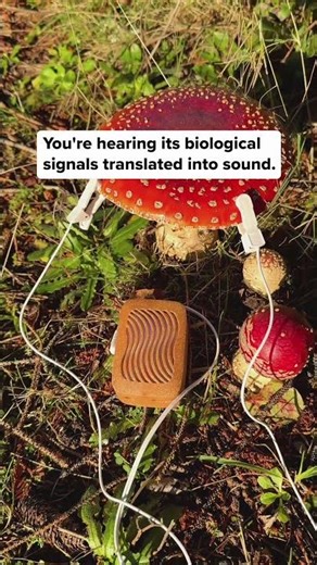 We connected our technology to this amanita muscaria mushroom and measured its electrical activity