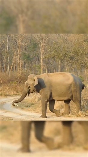 #elephant #shorts #ytshorts #shortsfeed #art #love #nature #jimcorbett