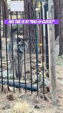 How a wolf says “I want to kill you!”