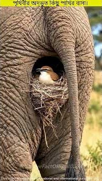 The Weirdest Bird Nests You’ve Ever Seen!🙄#facts #shorts #birds #new #tending #shortvideo