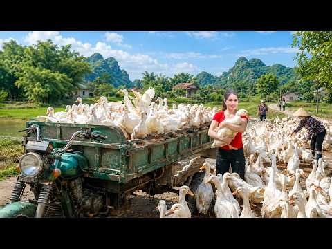 Pulling 5,000 Giant Ducks Nets From The Lake | 3-Wheel Truck Overflowing To Village Market