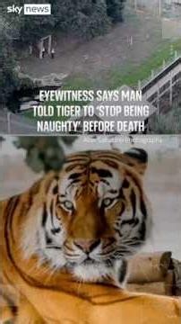 Tiger attack: Eyewitnesses describe moments before fatal mauling