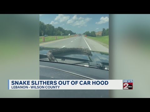 WATCH: Snake slithers out of car hood in Tennessee