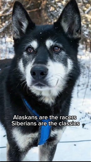 Alaskan Husky vs Siberian Husky 🐺