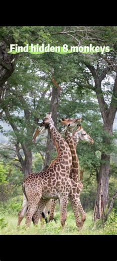 Hidden Monkeys Puzzle 🐒 Test Your Eyesight Now! #eyechallenge #monkey