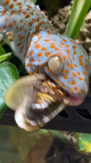Dayyan Saylany 🇨🇦(🇮🇷🇧🇪🇨🇭) on Instagram: "Let’s feed Tiki and Torch some tasty discoid cockroaches! Tokay geckos (Gekko gecko). • #tokaygecko #reptiliatus #reptile #pet #animal"