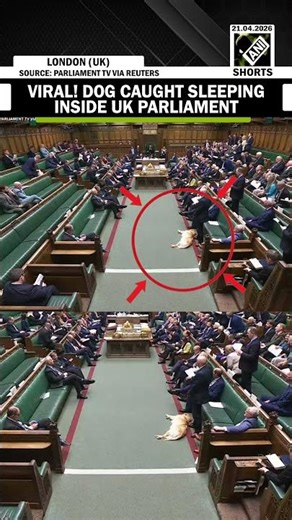 VIRAL VIDEO! Dog caught sleeping inside United Kingdom parliament