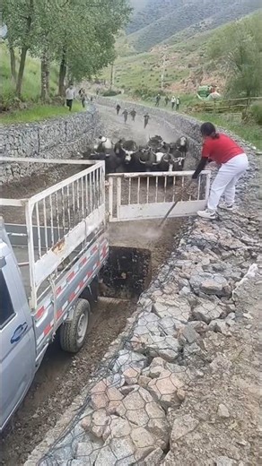 The Bull Run: Loading Powerful Bulls onto a Transport Truck 👀