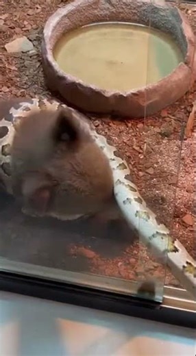 Bear vs Python – Terrarium Survival Clash #animalworld #nature #wildanimals #animalvideos