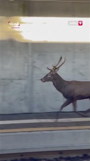 في مشهد فاجأ المسافرين.. غزال يركض على سكة قطار في مدينة فاريزي شمال إيطاليا