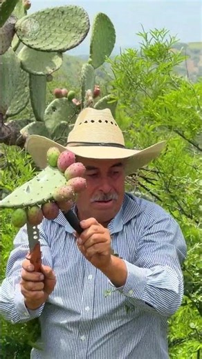 Casi le da un parecido a la CARDONA #tunas #campo