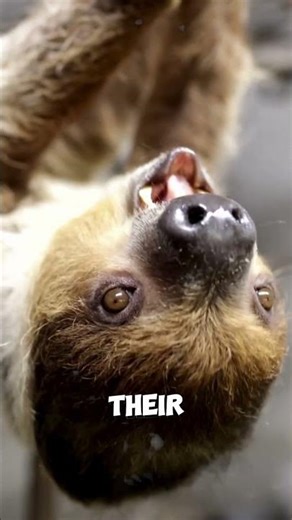 Sloth’s Extreme Slow Life 🦥😮 || #animalfacts #sloth @AnimalMysteries-YT