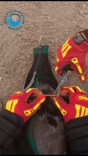 Baby Seal Saved Before Getting Hurt #shorts