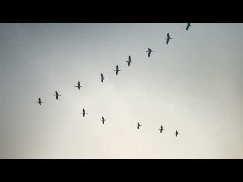 Last ride. flamingo 🦢 