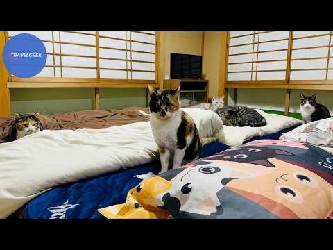 Overnight in a Cat House where You Sleep With 35 Cats in Japan Hiroshima