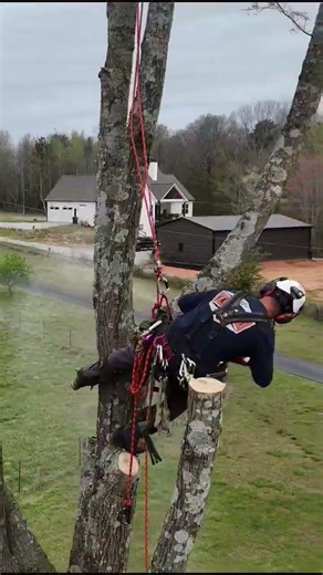 Lightning-Struck Oak Removal Near Home ⚡ | Gainesville GA