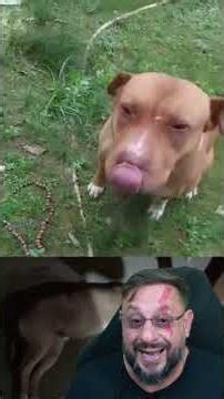 Cachorro foi mordido por uma cobra coral? #biologohenrique #animais #bichoesperto #biologo