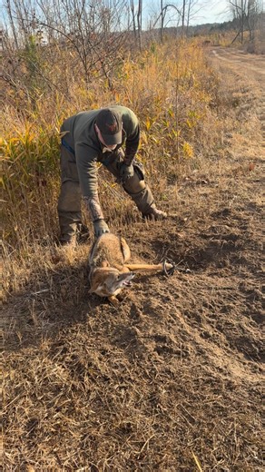 Jeffrey dunlap on Instagram: "Trapping coyotes"