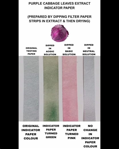 PURPLE CABBAGE INDICATOR PAPER STRIP TESTING WITH ACIDIC, BASIC AND NEUTRAL SOLUTION
