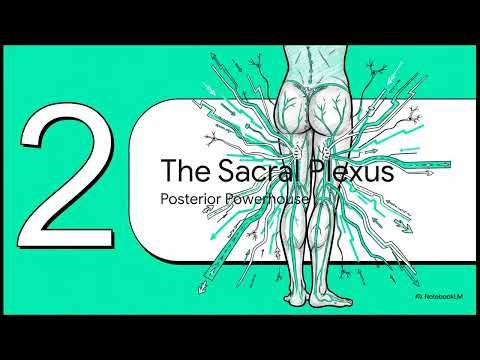 [Lower Extremity Anatomy] 3. The Nerves of Your Leg