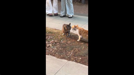 Cats wrestle during intense street fight in Jiangsu, China